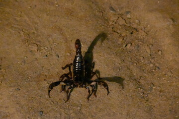 Heterometrus or Asian Forest Scorpion. It is a genus of scorpions belonging to the family Scorpionidae. This is a predominantly nocturnal and hide in burrows, below logs, and in leaf litter.
