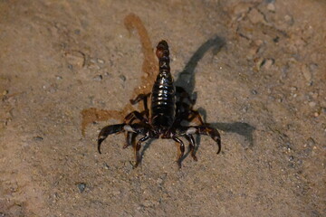 Heterometrus or Asian Forest Scorpion. It is a genus of scorpions belonging to the family Scorpionidae. This is a predominantly nocturnal and hide in burrows, below logs, and in leaf litter.

