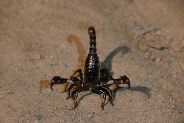 Heterometrus or Asian Forest Scorpion. It is a genus of scorpions belonging to the family Scorpionidae. This is a predominantly nocturnal and hide in burrows, below logs, and in leaf litter.

