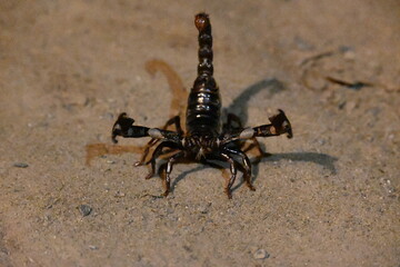 Heterometrus or Asian Forest Scorpion. It is a genus of scorpions belonging to the family Scorpionidae. This is a predominantly nocturnal and hide in burrows, below logs, and in leaf litter.
