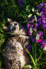 Fluffy cat lounges peacefully in a bed of green grass, surrounded by purple lilacs and tulips,...