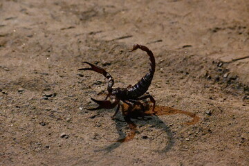Heterometrus or Asian Forest Scorpion. It is a genus of scorpions belonging to the family Scorpionidae. This is a predominantly nocturnal and hide in burrows, below logs, and in leaf litter.
