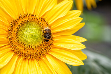 Summer sunflowers in full bloom in the Netherlands