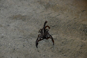 Heterometrus or Asian Forest Scorpion. It is a genus of scorpions belonging to the family Scorpionidae. This is a predominantly nocturnal and hide in burrows, below logs, and in leaf litter.
