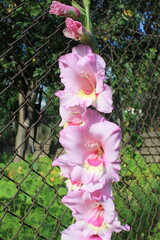 pink rose bush