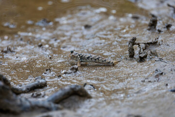 A mudskipper on land, close up 