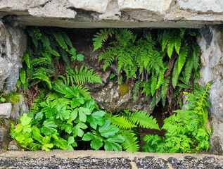 wall with green leafs for background