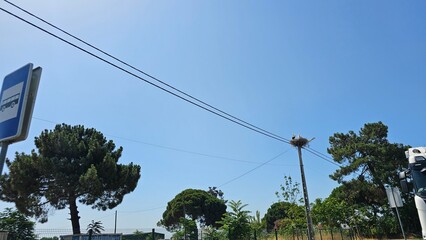 Storks Nesting on Utility Pole in Rural Area Under Blue Sky