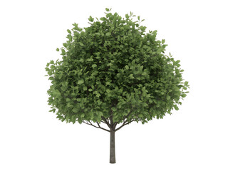 Lush green tree with dense foliage showcasing its beautiful form isolated on transparent background