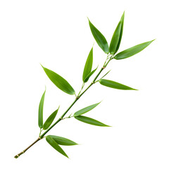 Fototapeta premium Vibrant Lush Green Bamboo Sprig on Transparent Background