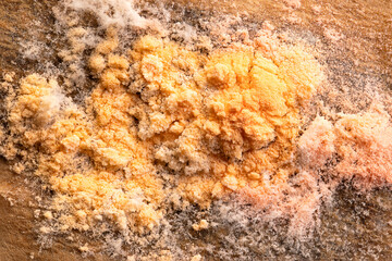 Orange mold, on a wet coffee filter, macro photo. Often referred to as slime mold, or dog vomit mold, of orange to reddish color and slimy texture. Grows on organic material and in moist environments.