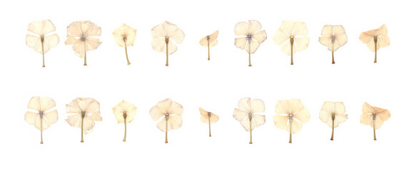 Dried pressed wildflowers scanned from both sides. Delicate small flowers isolated on white background. Herbarium floral collection, top view.