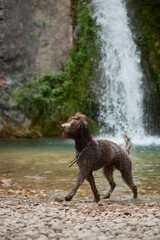 Lagotto Romagnolo makes a small jump on the bank near a waterfall. Its energetic stance shows...