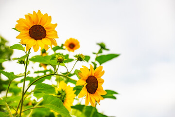 Summer sunflowers in full bloom in the Netherlands