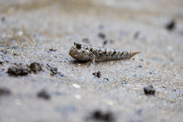 A mudskipper on land, close up 