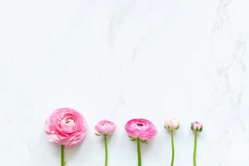 Soft Pink Ranunculus Flowers Lined Up on a White Marble Background