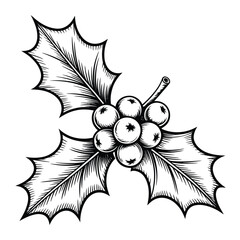 Vintage hand drawn holly branch with berries christmas illustration © AFAZ