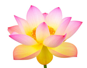 Lotus flower bloom isolated PNG
