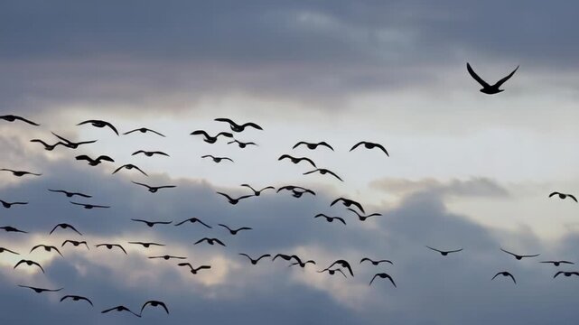 A Feather of Birds Flock Together: Uniting Strength for Success