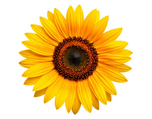 Fototapeta premium Sunflower head isolated PNG