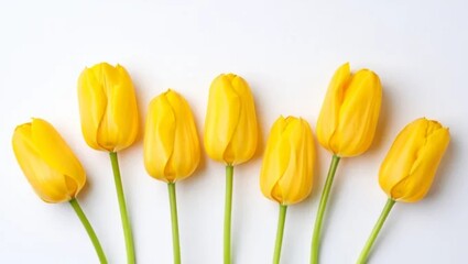 A row of seven bright yellow tulips on a white background