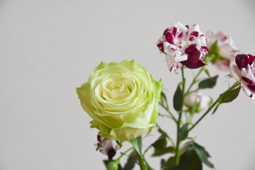 緑とスプレーばら