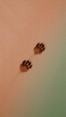Animal Paw Prints Imprinted on Colored Background Subtle Textures and Gradient Design Pet Footprints Unique Artistic Composition