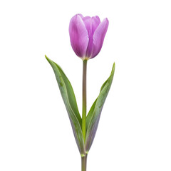 Fototapeta premium Single vibrant purple-pink tulip, isolated on black. Detailed petals, pointed stem and leaves. High-quality close-up