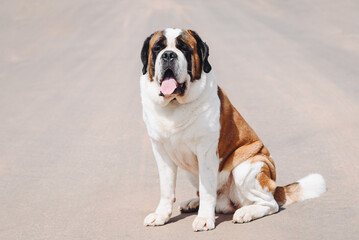 cute black white and brown St. Bernard dog sitting on asphalt road in sunny summer day, dogwalking concept