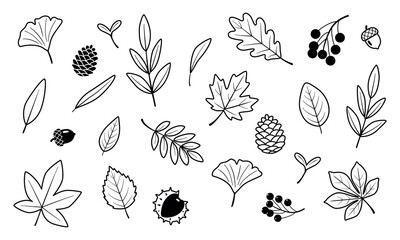 Autumn forest leaves outline from different trees, oak, maple, chestnut.