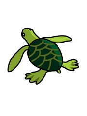 turtle on a white background