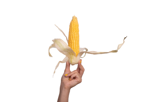 Female hand with yellow nail polish holding a fresh corn cob with husk, isolated on transparent background...