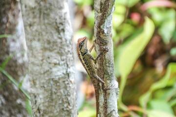Lizard Climbing Tree in Tropical Forest