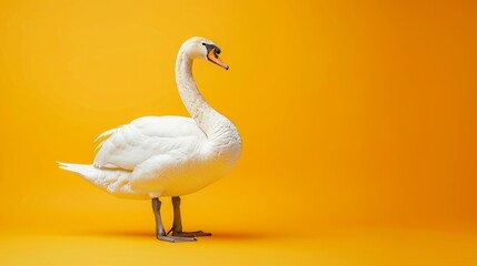 Fototapeta premium Elegant white swan standing against clean yellow background, minimal and bold contrast, full body view