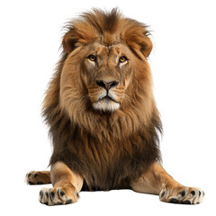 Fototapeta premium Majestic lion portrait