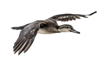 duck in flight