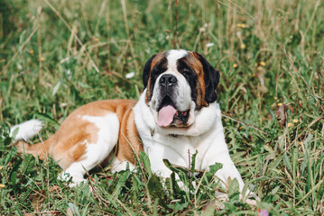 Fototapeta premium cute black white and brown St. Bernard dog lying on green grass in field in sunny summer day, dogwalking concept
