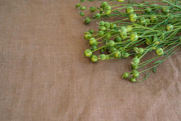 Flax plants with green seed pods on brown linen canvas fabric. Copy space.