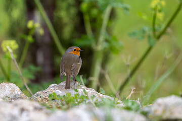 European robin (Erithacus rubecula), also robin redbreast, Majorca, Mallorca, Balearic Islands, Spain, Europe