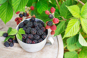 Blackberry