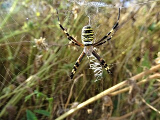 Animals, birds, natural landscapes, the seaside - all of this was captured simply by walking and...