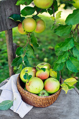 Apples harvest