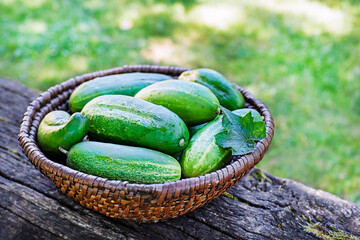 Cucumber
