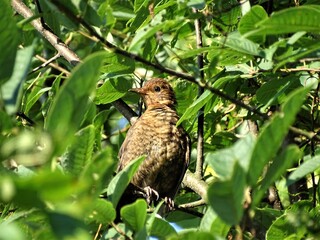 Paukščiai, gamta, gėlės, viskas fotografuota vaikščiojant.
Birds, nature, flowers, everything photographed while walking.