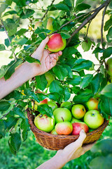 Apples harvest