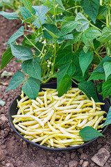 String beans