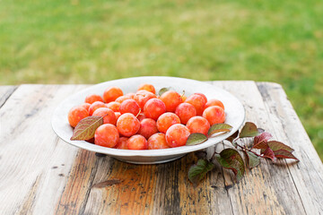 Cherry plum
