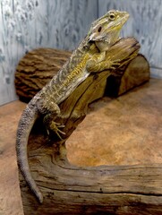 Lizard iguana sitting on a tree branch
