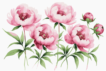 Watercolor Pink Peonies Floral Illustration
