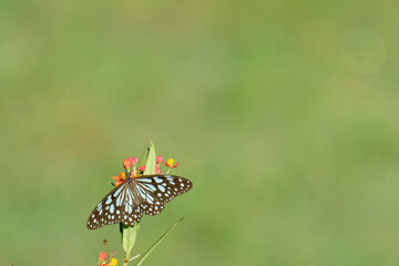 A beautiful butterfly (blue tiger) is drinking nectar from a lantana flower